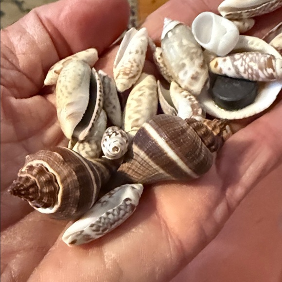 Assorted Seashell Collection - Picture 5 of 13